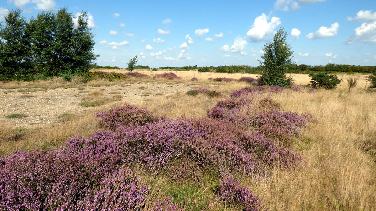 Wild Aldhurst near Sizewell C